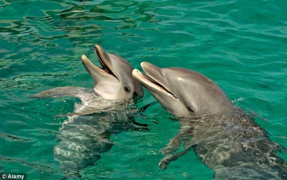 研究表明海豚并非高智商动物 性情凶残笨过鸡