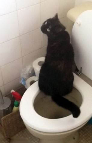 英聪明小猫无师自通学会用马桶(组图)