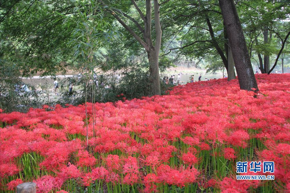 日本最大的曼珠沙华簇生地迎来花开时节(组图)