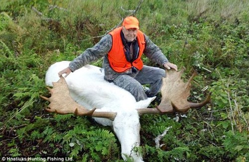 猎人射杀罕见白色驼鹿惹众怒 原住民奉为神灵之物