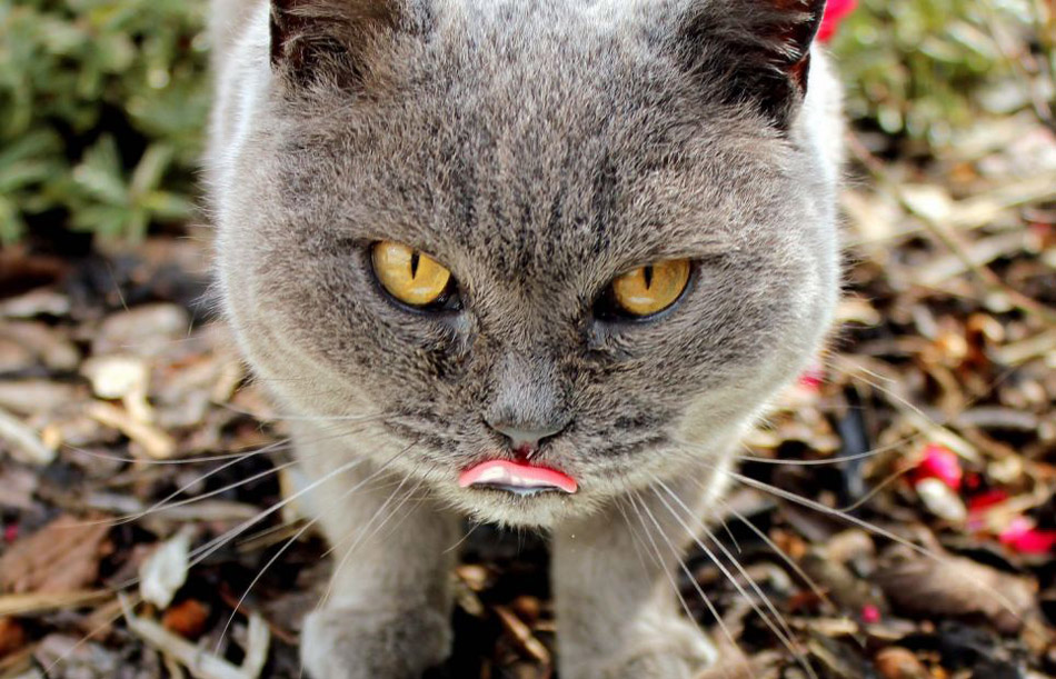 国际猫主题摄影比赛猫咪各秀风采