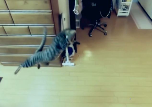 日本小猫秀跳高 一跃两米受追捧
