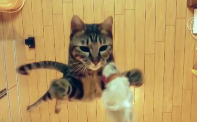 日本小猫秀跳高 一跃两米受追捧