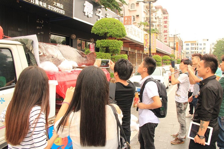 东莞一饭店购买683斤巨型石斑