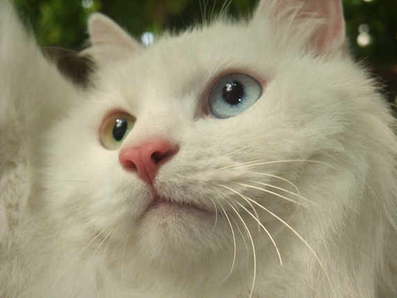 科学家发现宠物猫忽视主人原因:猫系自我驯化