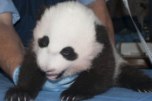 美国华盛顿动物园新生小熊猫满百天 获名“宝宝”