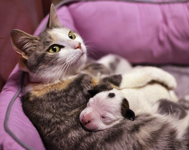 美母猫为遭弃小狗当“奶妈”显跨种族之爱