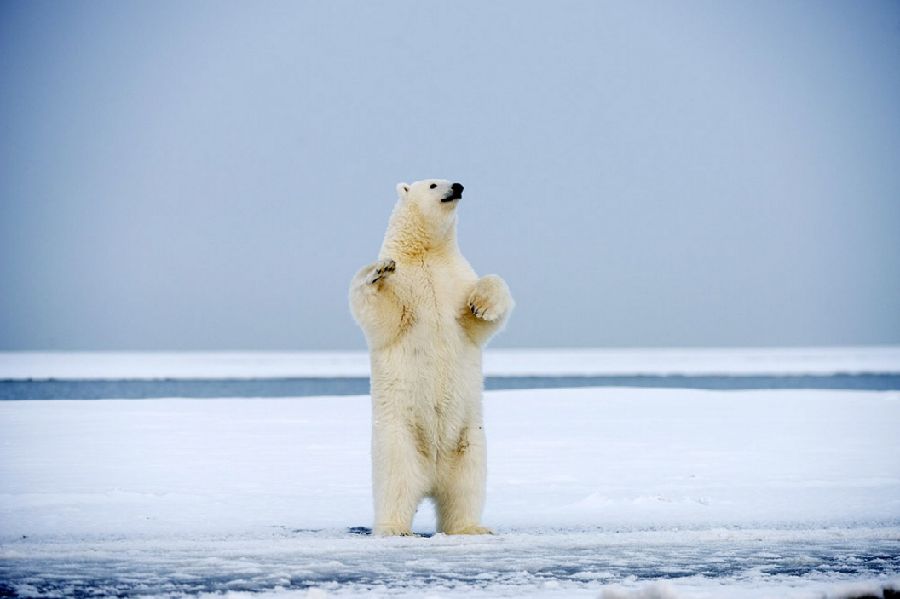 两头北极熊冰上翩翩起舞超萌超可爱(组图)