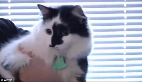 “凶悍”宠物猫发怒 全家人躲卧室报警求助