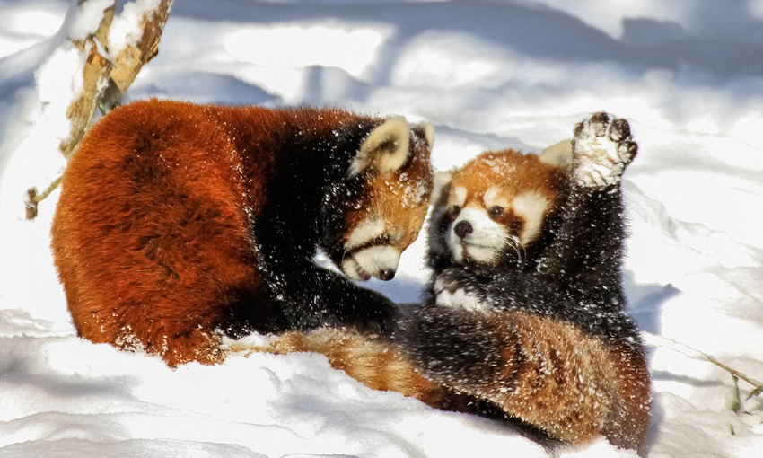 逗趣！美动物园小熊猫雪中嬉闹打滚(组图)