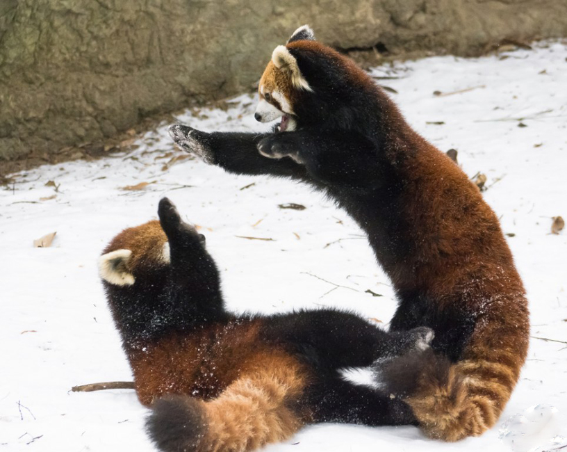 逗趣！美动物园小熊猫雪中嬉闹打滚(组图)