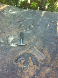 2亿年前手兽足迹被发现 体型超5米可秒杀恐龙