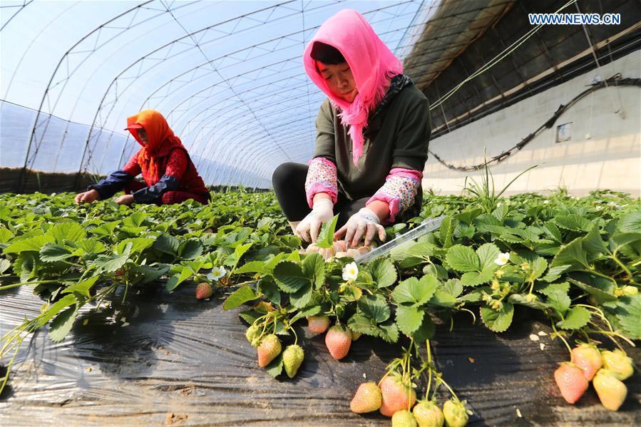 White strawberry a new hit in ‪China