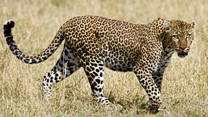 江山易改，本性难移