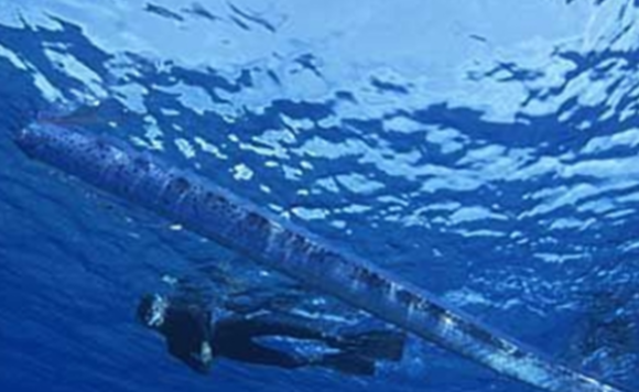 活体白龙王现身墨西哥浅海惊呆游客