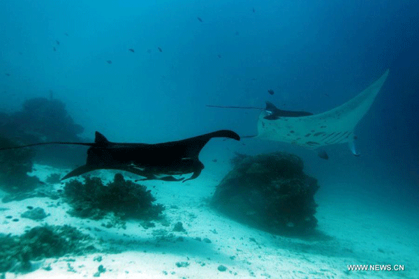 Fantastic undersea world in Indonesia