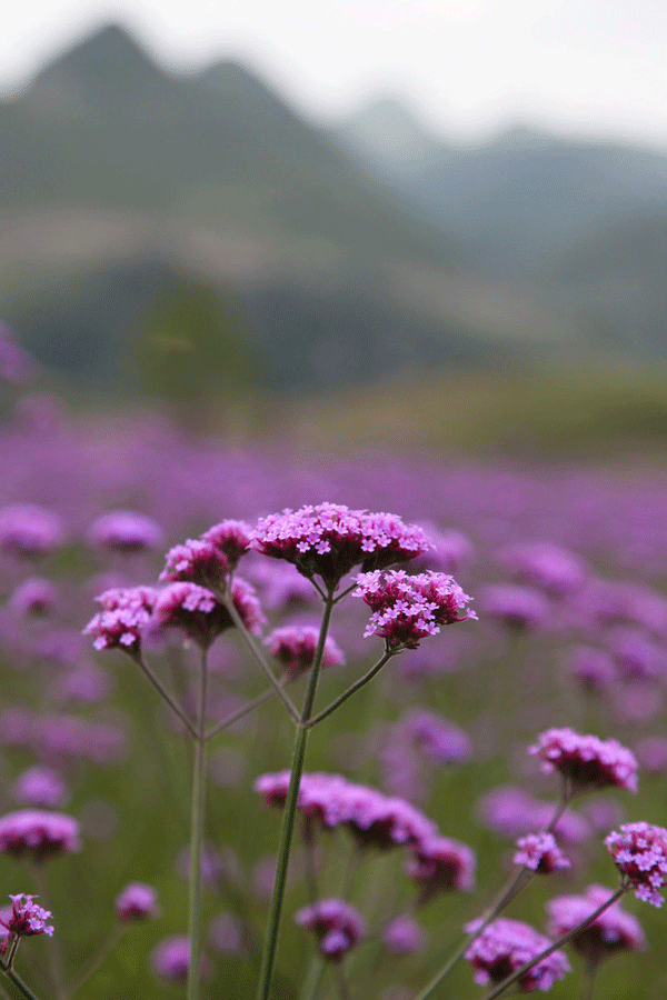 Flower sea in the 'Coolest City'