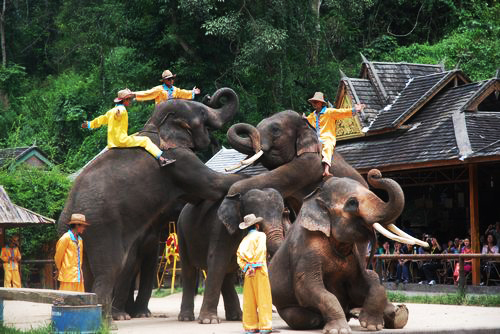 In search of spring at Xishuangbanna