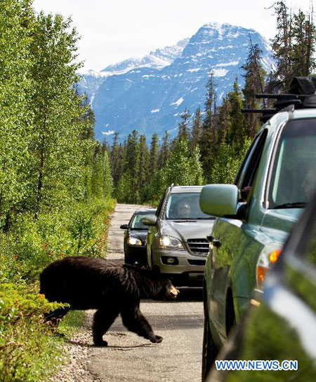 Animals enjoy themselves at national parks in Canadian Rockies