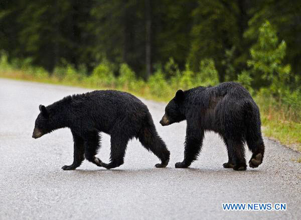 Animals enjoy themselves at national parks in Canadian Rockies