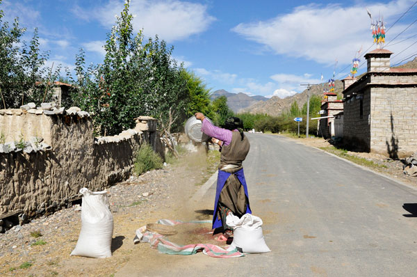 Harvest season in Tibet