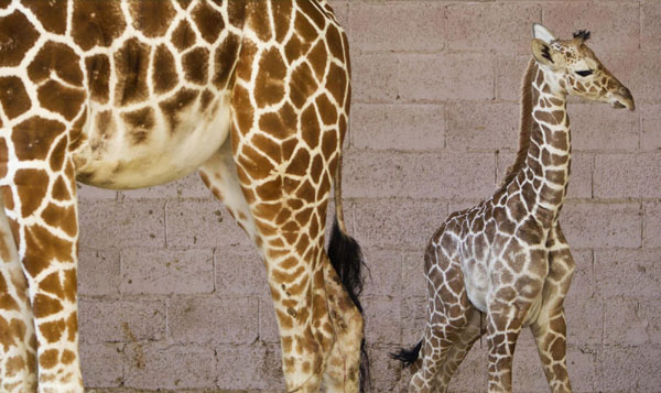 Motherly affection