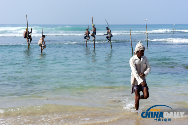 Sri Lanka: Stilt Fishing[3]|chinadaily.com.cn