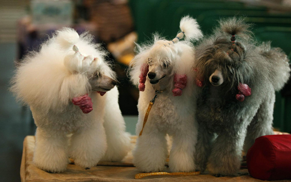 Crufts dog show