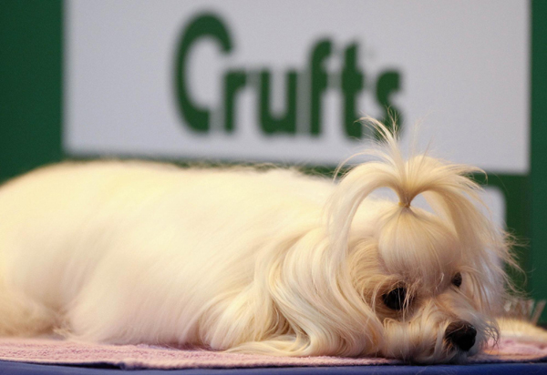 Crufts dog show