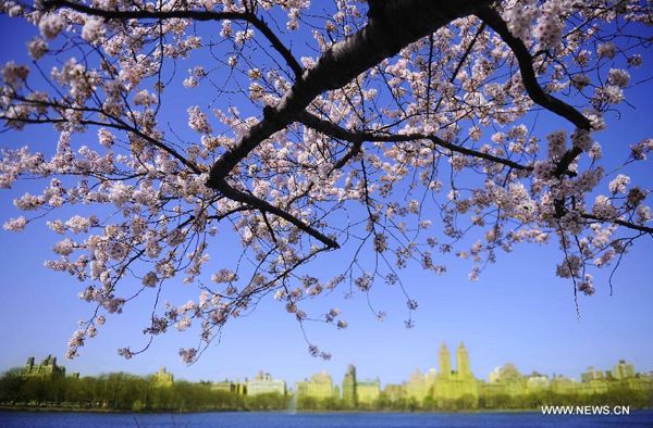 Northern hemisphere embraces flourishing spring flowers