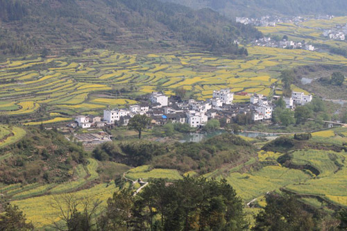 Rape Flowers in Wuyuan