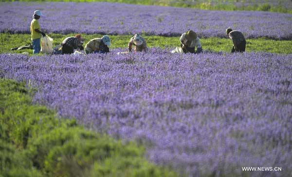Lavender flowers in Xinjiang
