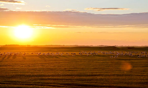 Natural scenery of Hulun Buir grassland