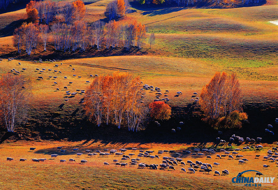 Colorful autumn view of Saihanba prairie