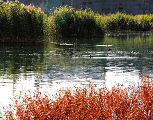 Autumn view of Zhangye National Wetland Park