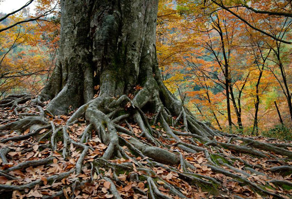 Autumn scenery of Guangwu Mountain in Nanjiang, China's Sichuan province