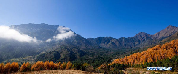 Autumn scenery of Jiajinshan National Forest Park in Sichuan