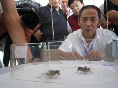 Cricket Games in Xi'an