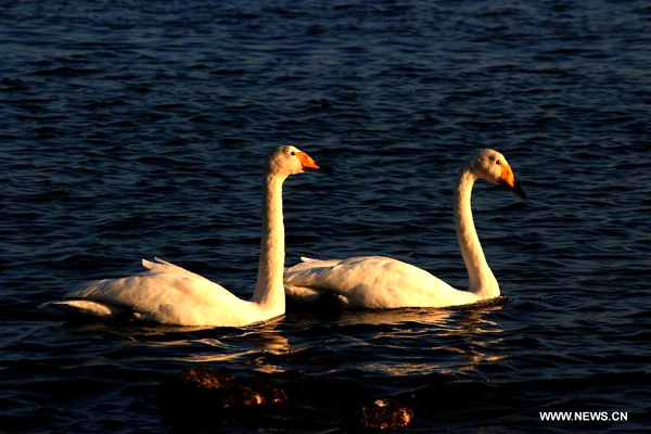 More than 1,000 swans spend winter in Rongcheng