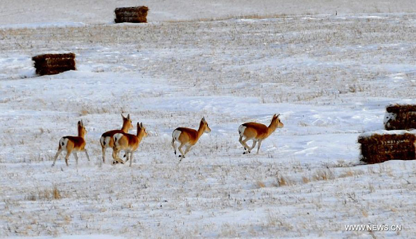 Wild animals in Inner Mongolia region