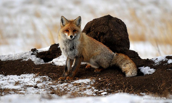 Wild animals in Inner Mongolia region