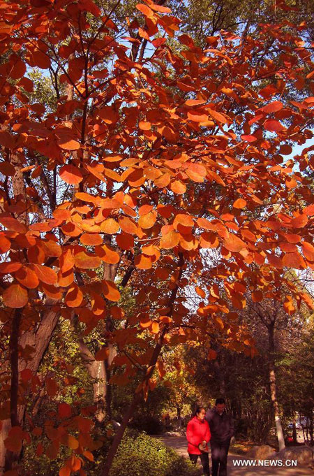 Red leaves in Jinan, E China