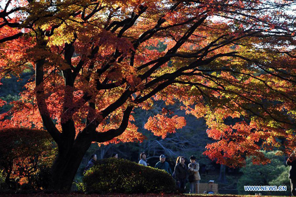 Winter scenery in Rikugi Garden of Tokyo