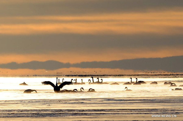Swans swim in Qinghai Lake
