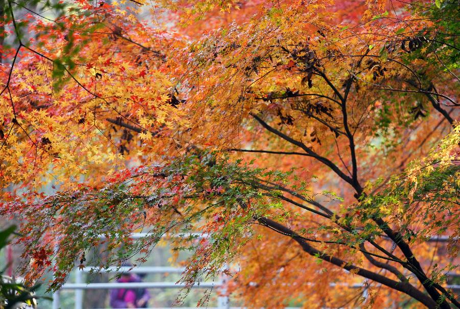 Maple leaves glow red in China's Nanjing