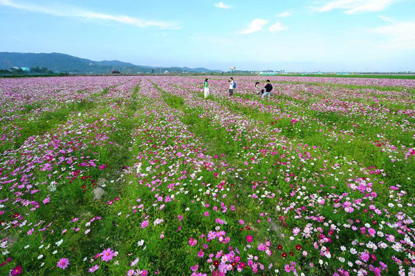 Tourists visit garden cosmos field in China's Sanya