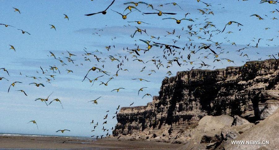 Scenery of birds preservation in Argentina