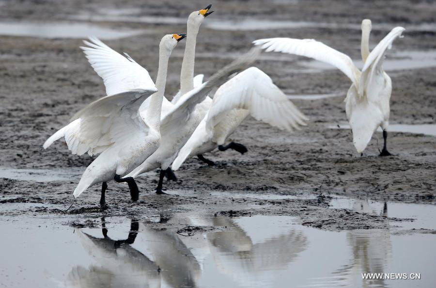 Whooper swans spend winter in Rongcheng city