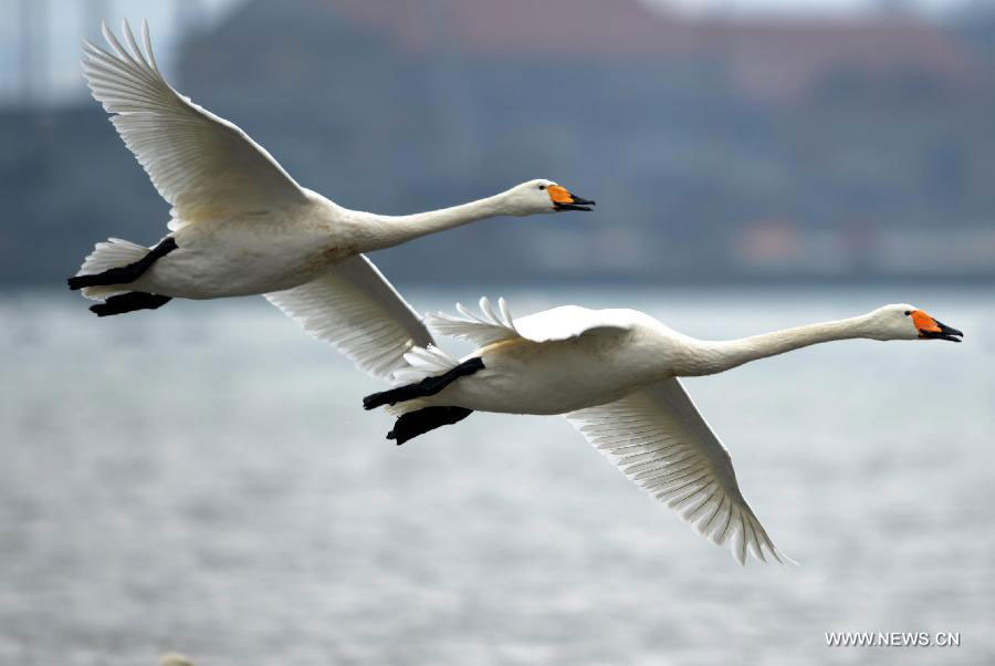 Whooper swans spend winter in Rongcheng city