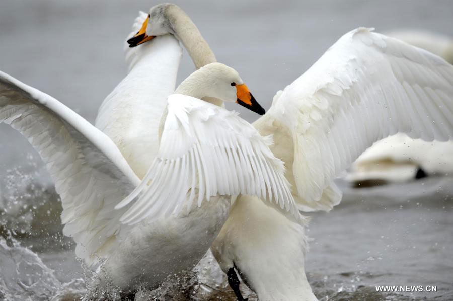 Whooper swans spend winter in Rongcheng city